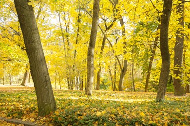 Photo of Beautiful trees with yellow leaves in sunny park. Autumn landscape