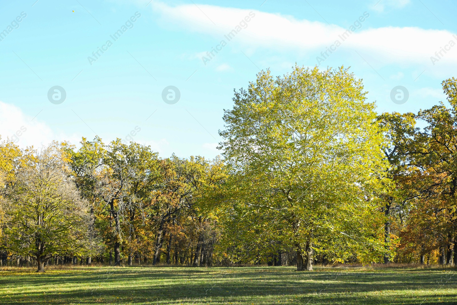 Photo of Beautiful trees on sunny day in park. Picturesque autumn landscape