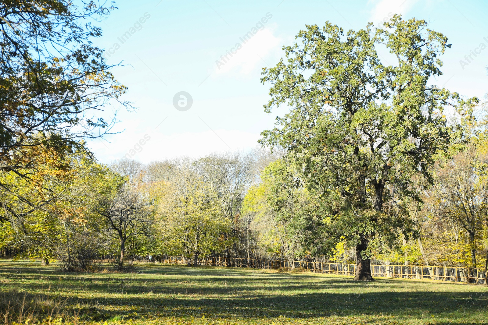 Photo of Beautiful trees on sunny day in park. Picturesque autumn landscape