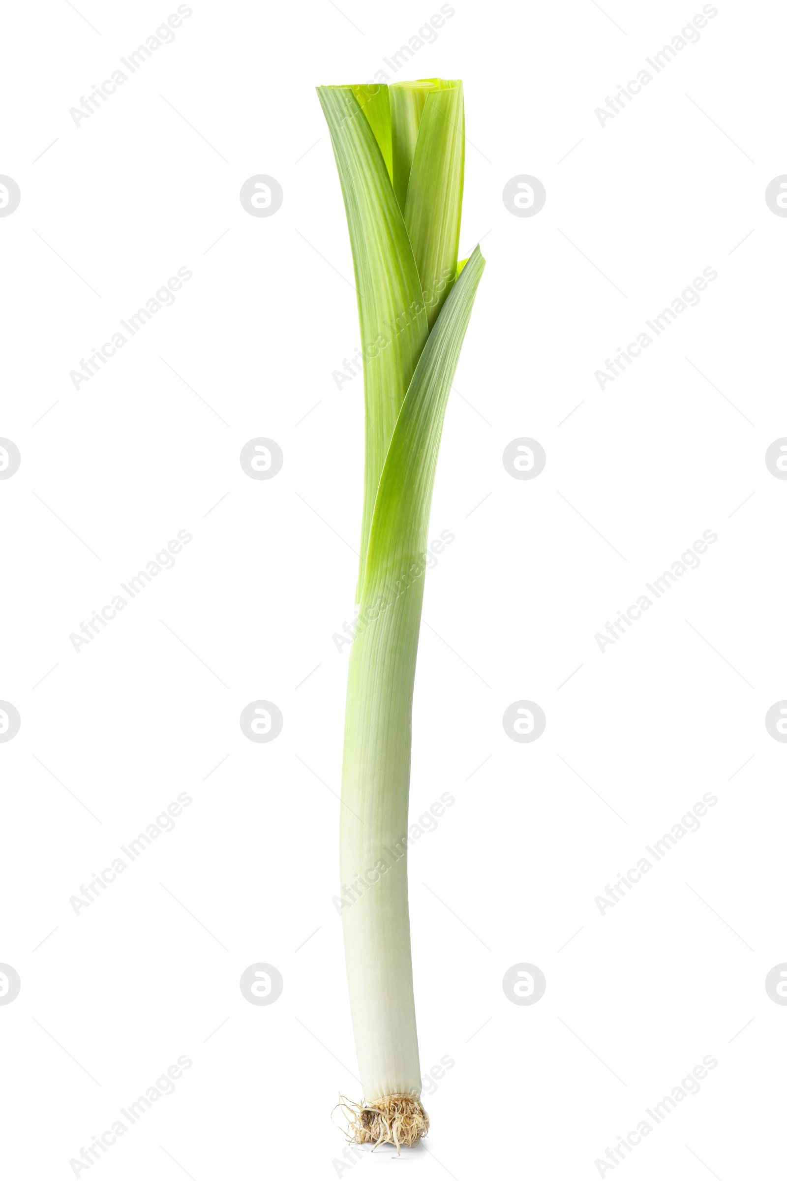 Photo of One fresh green leek isolated on white