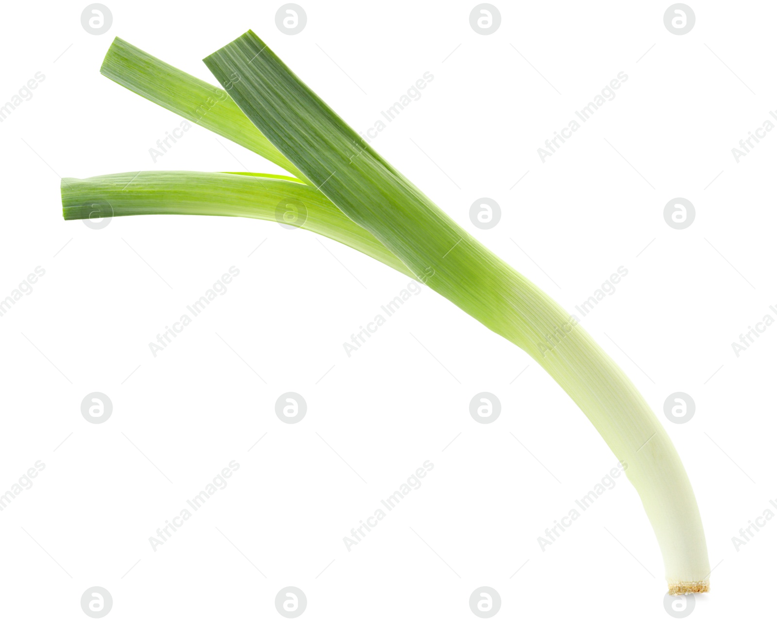 Photo of One fresh green leek isolated on white