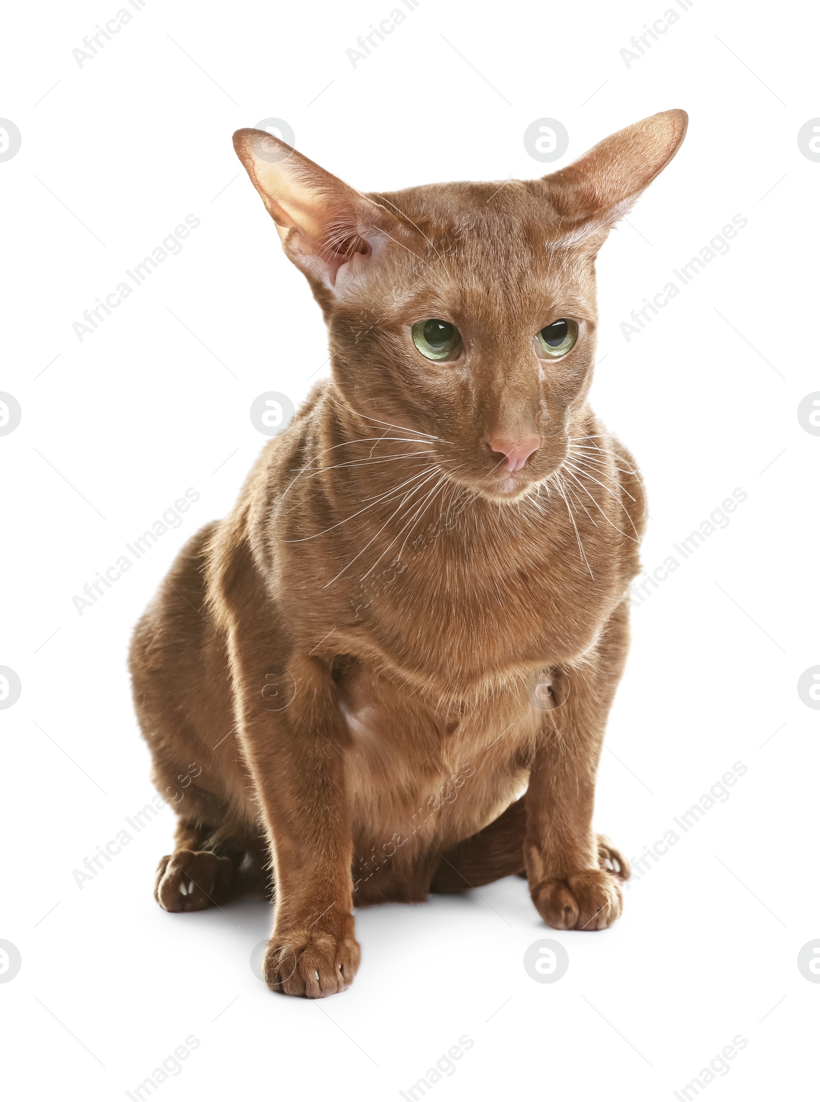 Photo of Cute Oriental Shorthair cat on white background. Adorable pet