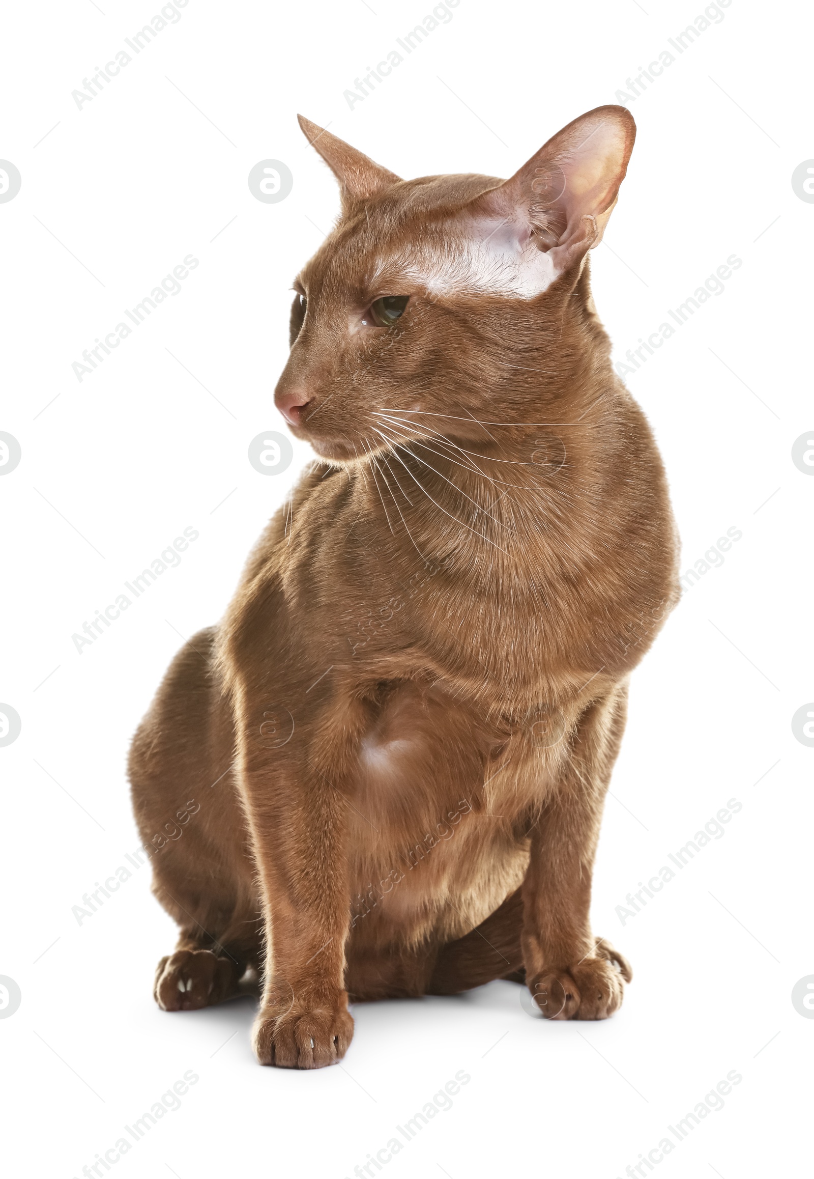 Photo of Cute Oriental Shorthair cat on white background. Adorable pet