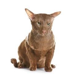 Photo of Cute Oriental Shorthair cat on white background. Adorable pet