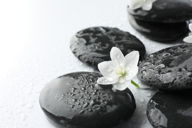 Photo of Wet spa stones and beautiful flowers on white background, closeup