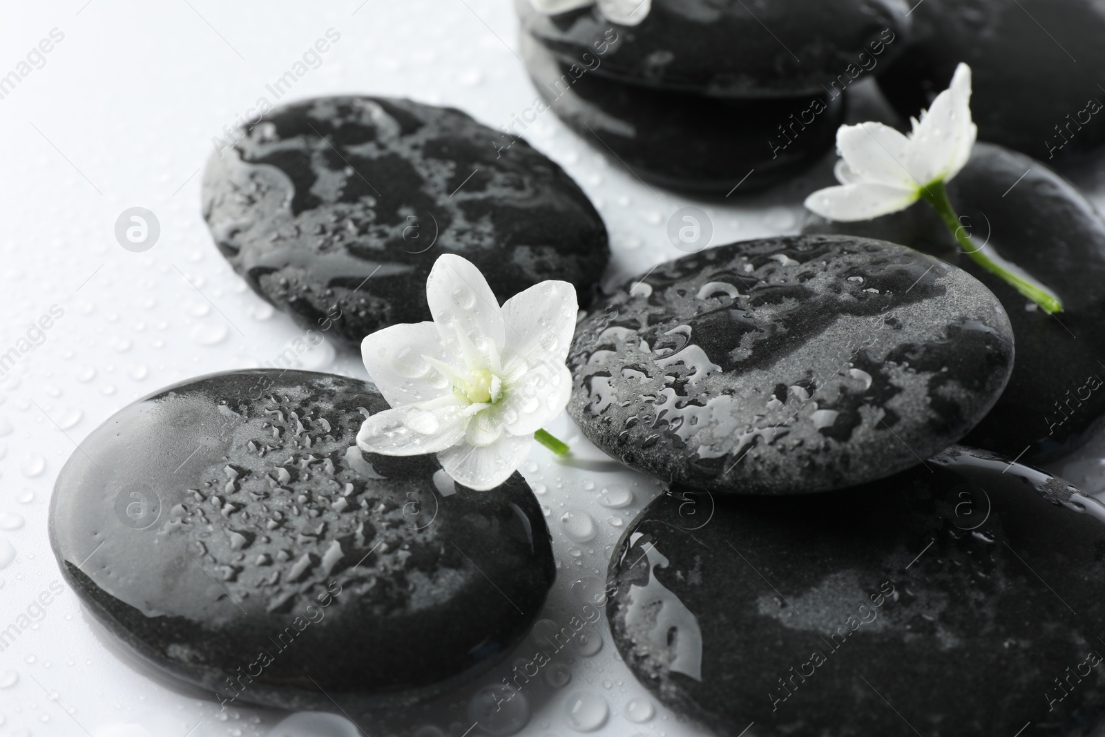 Photo of Wet spa stones and beautiful flowers on white background, closeup