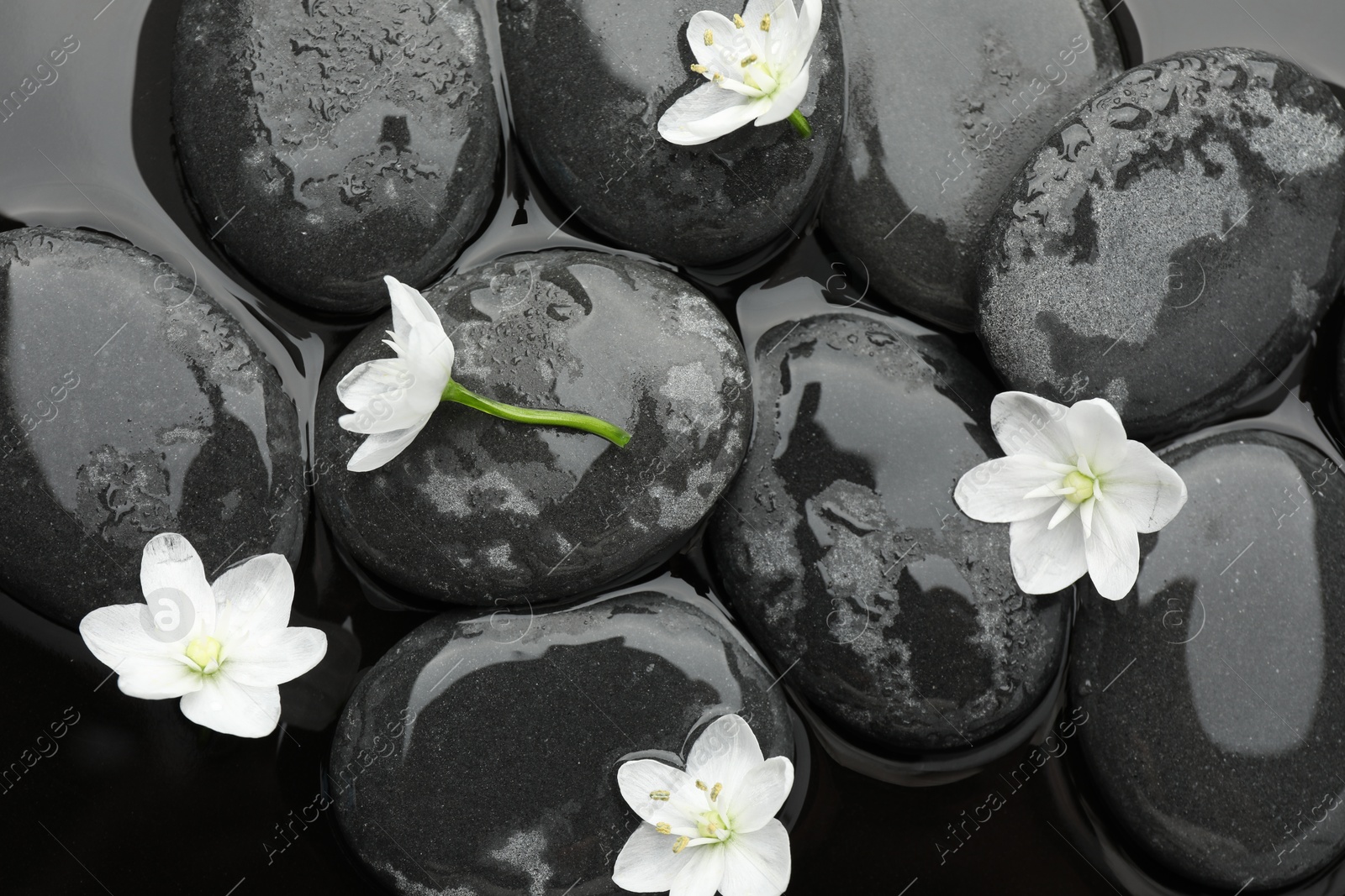 Photo of Spa stones and flowers on water surface, flat lay