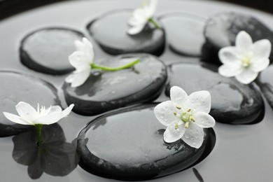 Photo of Spa stones and flowers in water, closeup