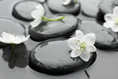 Photo of Spa stones and flowers in water, closeup