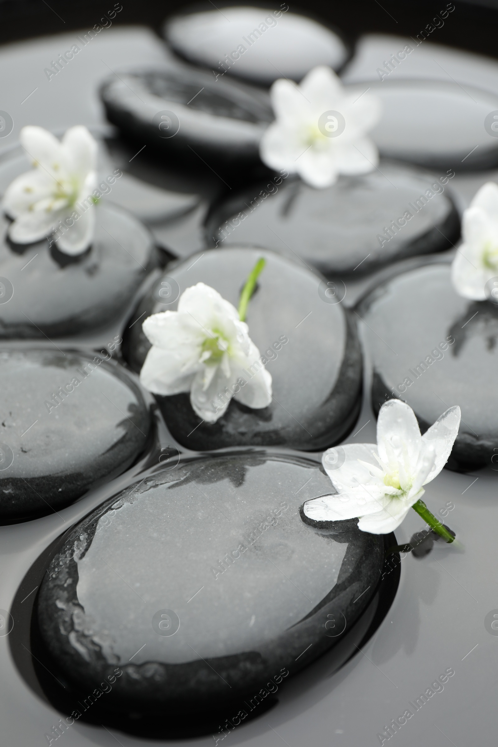 Photo of Spa stones and flowers in water, closeup