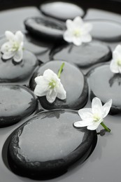 Photo of Spa stones and flowers in water, closeup