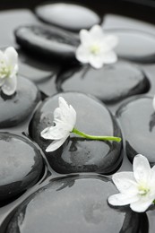 Photo of Spa stones and flowers in water, closeup