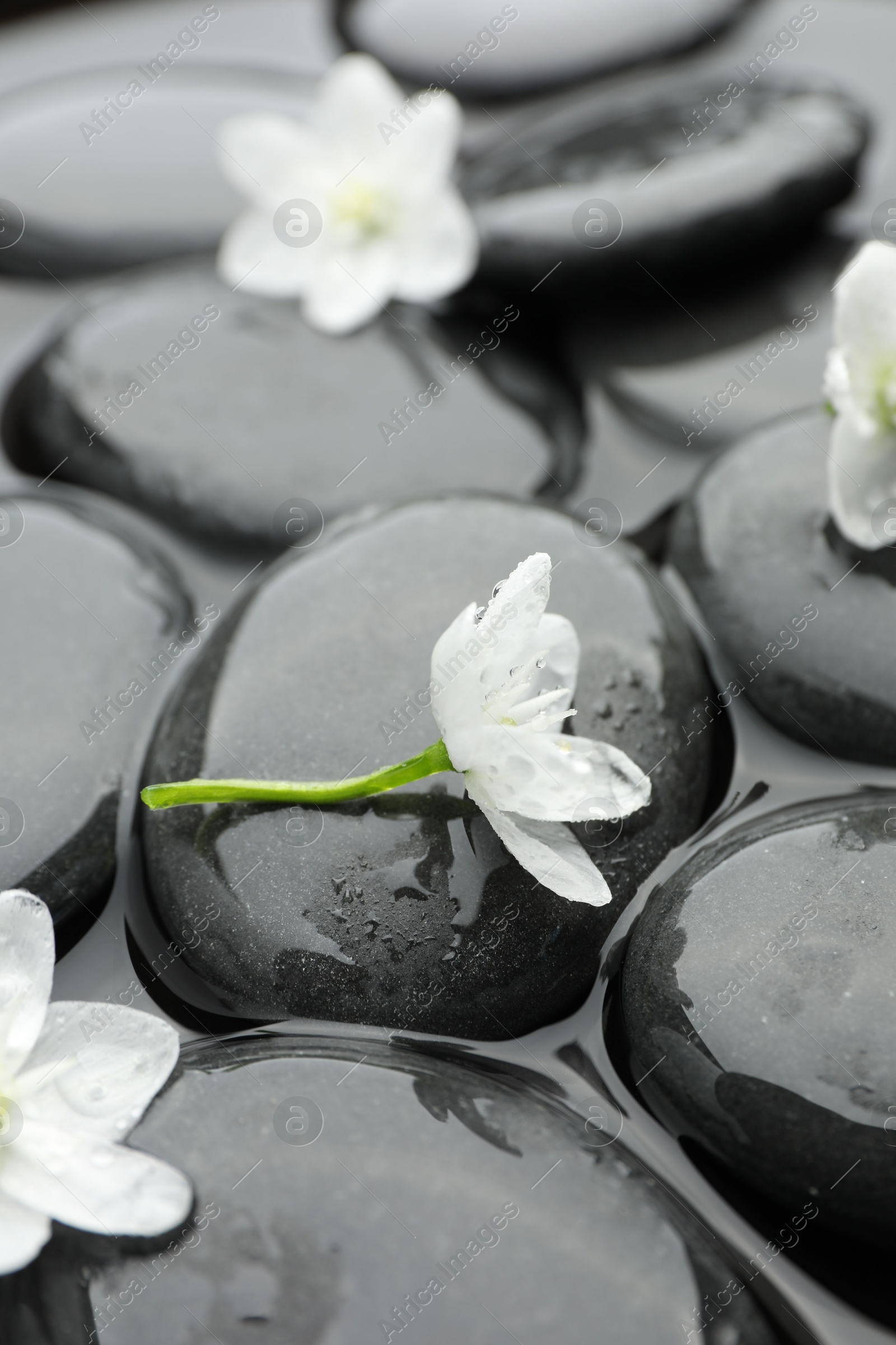 Photo of Spa stones and flowers in water, closeup