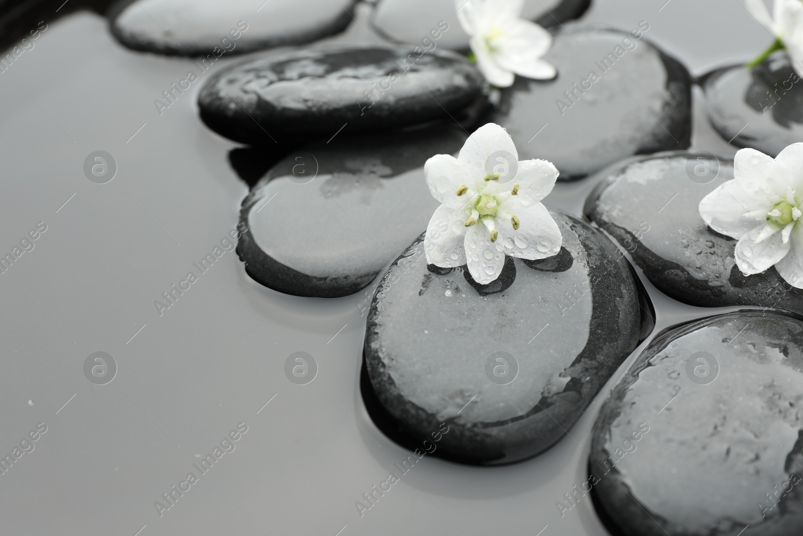 Photo of Spa stones and flowers in water, closeup. Space for text