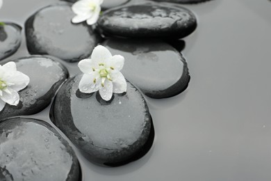 Photo of Spa stones and flowers in water, closeup. Space for text