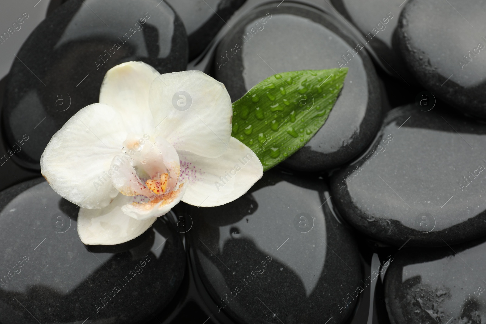 Photo of Spa stones and orchid flower on water surface, top view