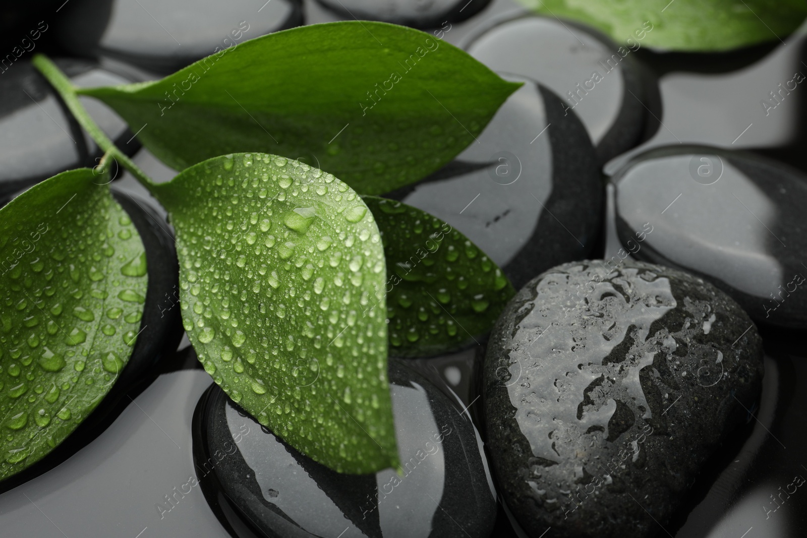 Photo of Spa stones and green leaves in water, closeup