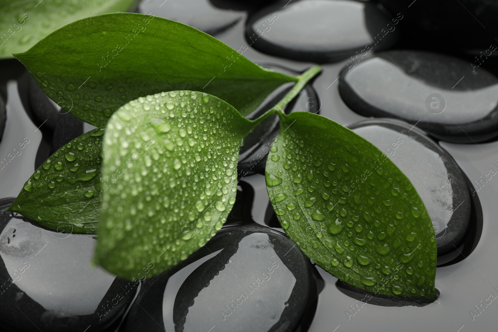 Photo of Spa stones and green leaves in water, closeup