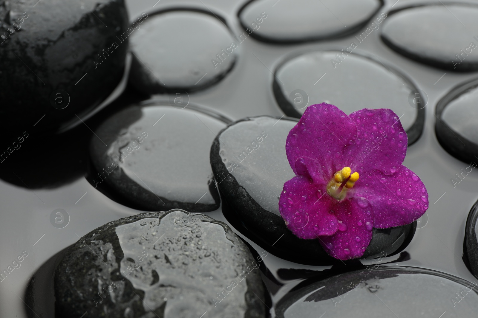 Photo of Spa stones and flower in water, closeup