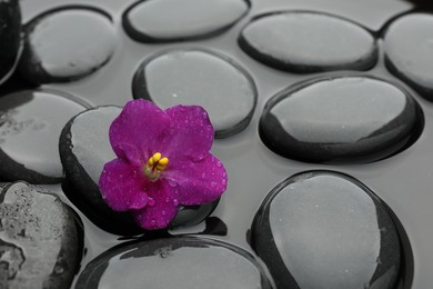 Photo of Spa stones and flower in water, closeup