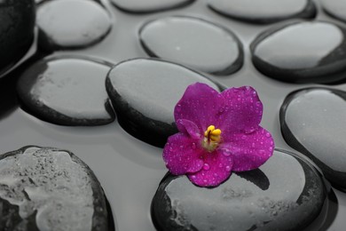 Photo of Spa stones and flower in water, closeup