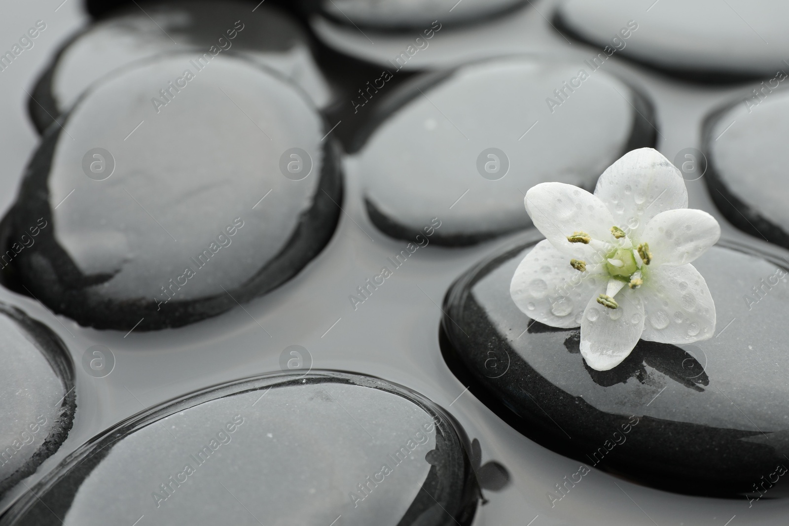 Photo of Spa stones and flower in water, closeup