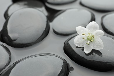 Photo of Spa stones and flower in water, closeup