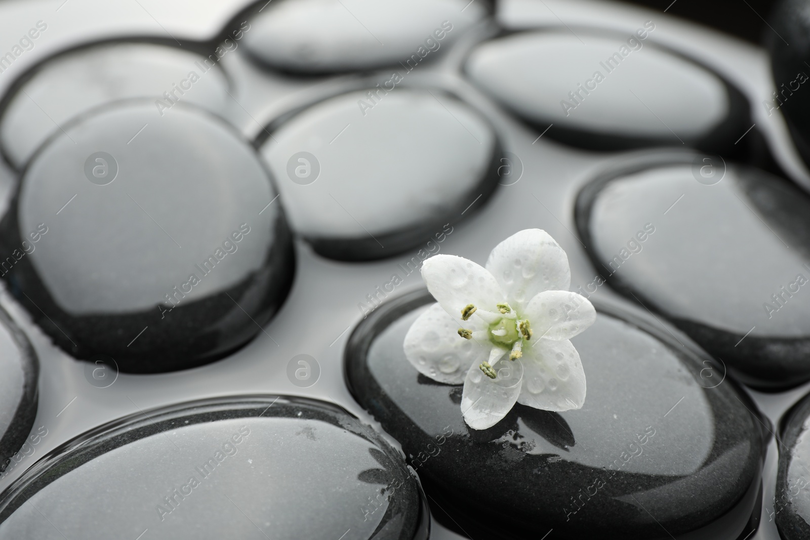 Photo of Spa stones and flower in water, closeup