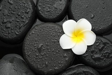 Photo of Spa stones and plumeria flower on water surface, top view