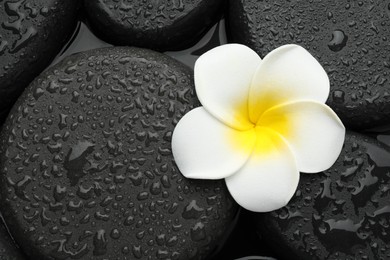 Photo of Spa stones and plumeria flower on water surface, top view