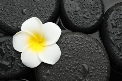 Photo of Spa stones and plumeria flower on water surface, top view