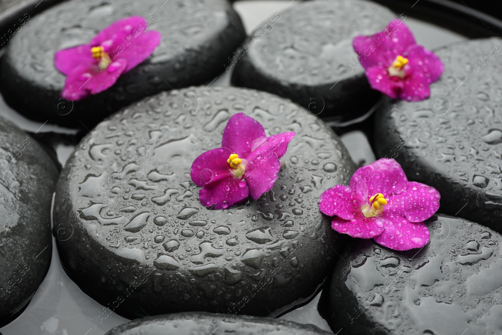 Photo of Spa stones and flowers in water, closeup