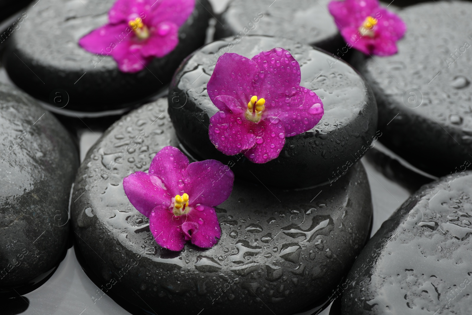 Photo of Spa stones and flowers in water, closeup