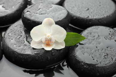 Photo of Spa stones and flower in water, closeup