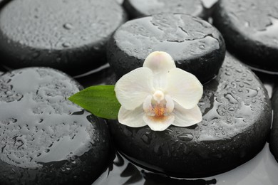 Spa stones and flower in water, closeup