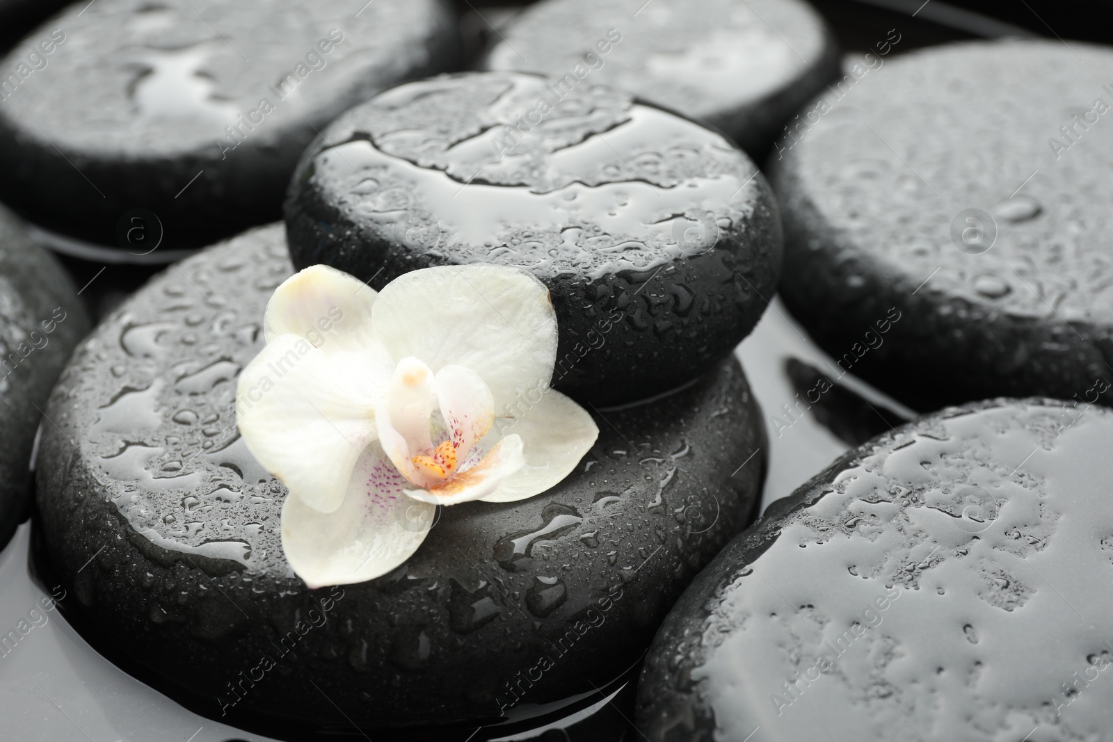 Photo of Spa stones and flower in water, closeup