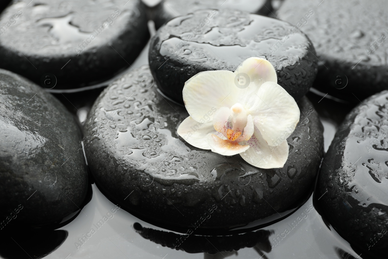 Photo of Spa stones and flower in water, closeup