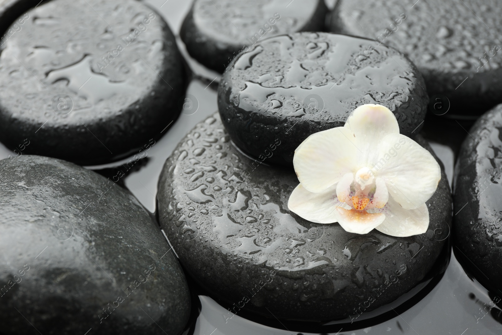 Photo of Spa stones and flower in water, closeup