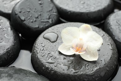 Photo of Spa stones and flower in water, closeup