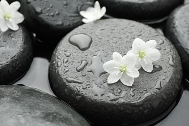 Photo of Spa stones and flowers in water, closeup