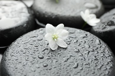 Wet spa stones and beauty flowers, closeup