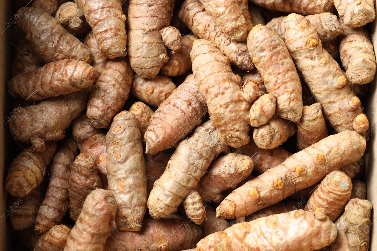 Photo of Many fresh turmeric roots as background, top view