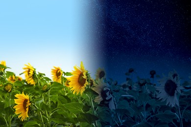 Image of Field of sunflowers by day and under starry night sky. Time of day change, collage