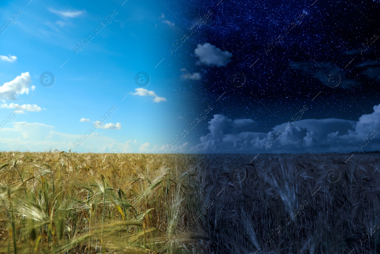 Image of Field of wheat by day and under starry night sky. Time of day change, collage