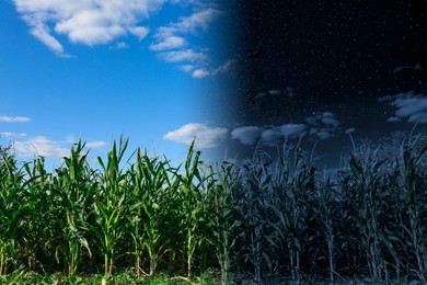 Image of Field of corn by day and under starry night sky, low angle view. Time of day change, collage