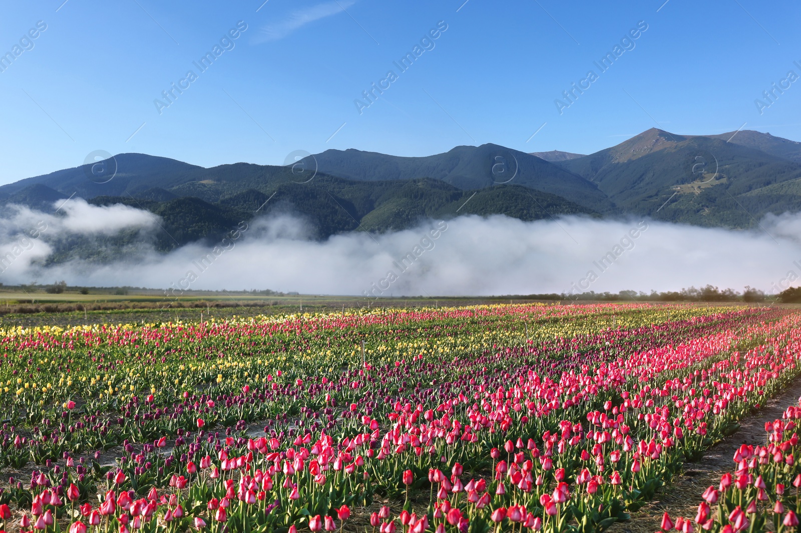 Image of Field of beautiful tulips and mountains under blue sky in morning. Spring flowers