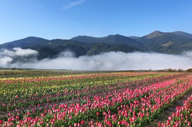 Image of Field of beautiful tulips and mountains under blue sky in morning. Spring flowers