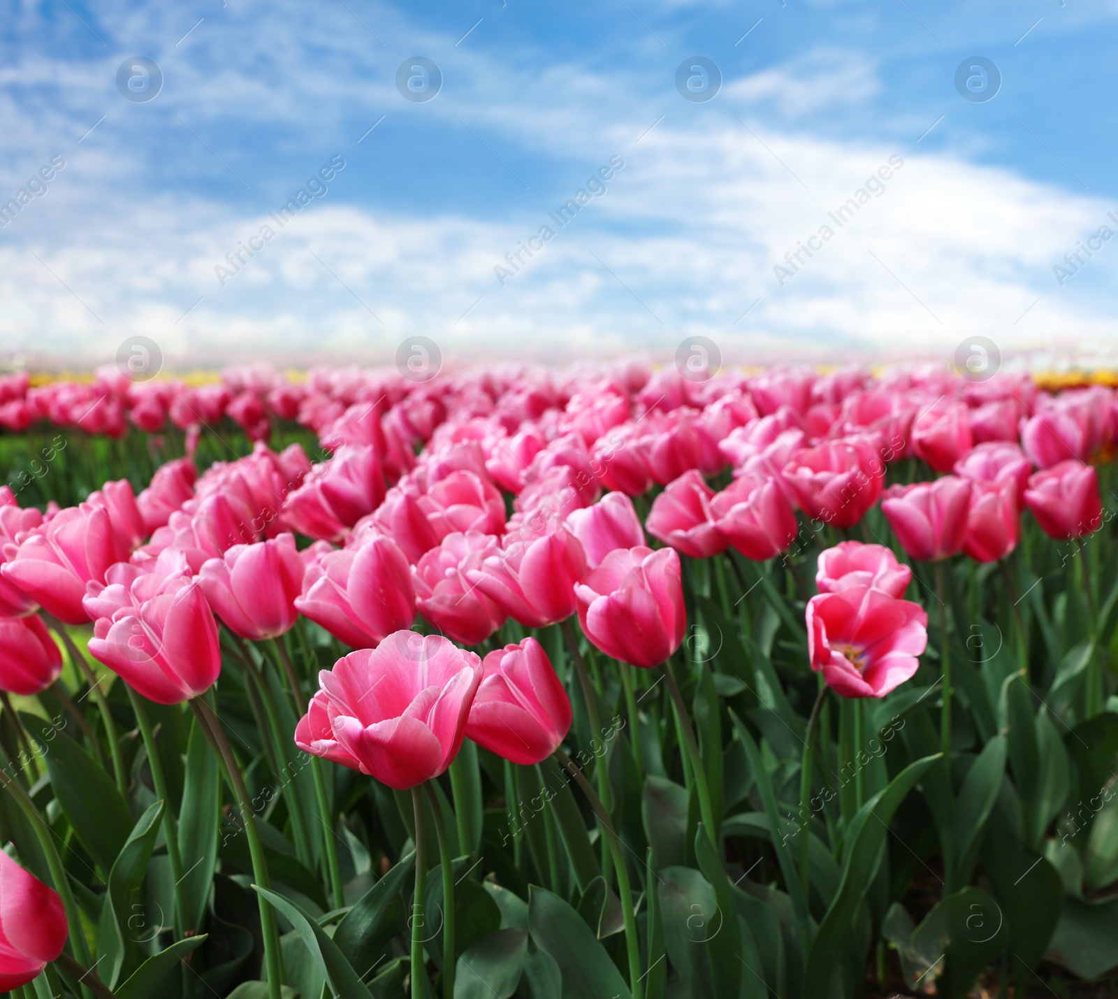 Image of Field of beautiful pink tulips under blue sky. Spring flowers