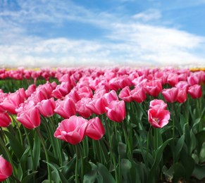 Image of Field of beautiful pink tulips under blue sky. Spring flowers