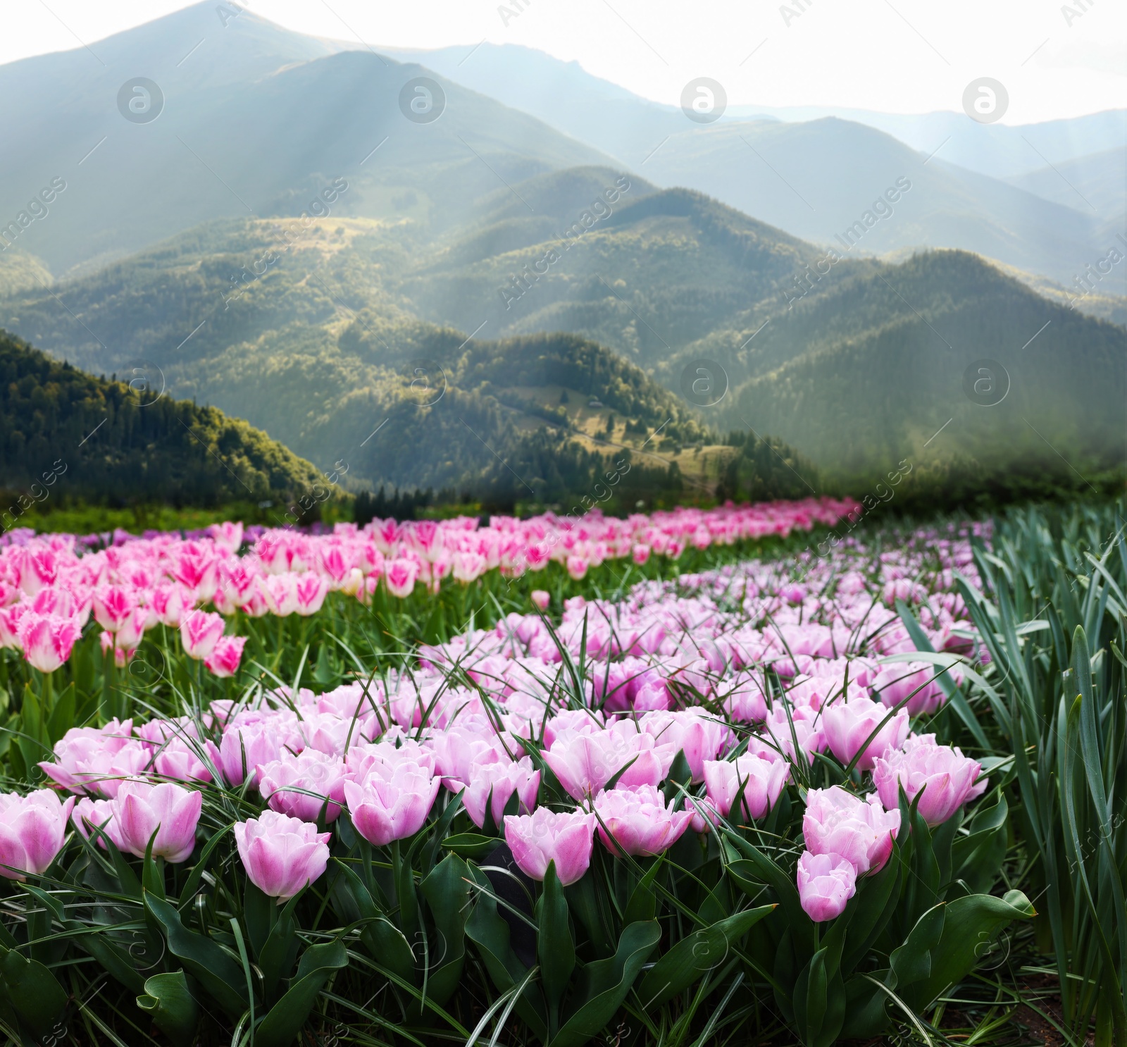 Image of Field of beautiful tulips and mountains in morning. Spring flowers